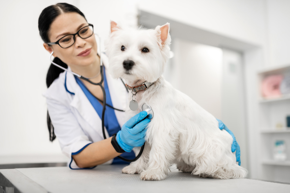 white puppy with veterinarian administering 5-in-1 vaccine for puppies schedule