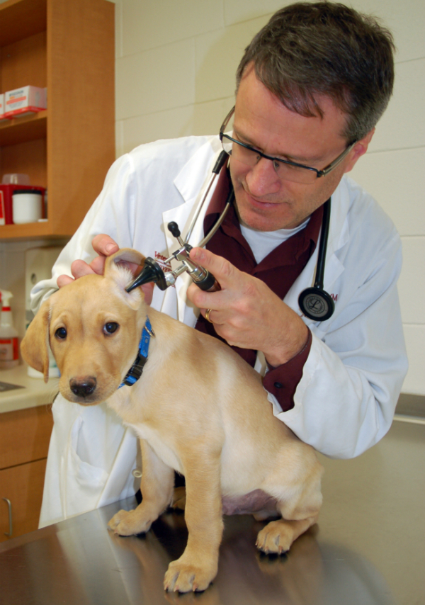 Yellow Lab puppy at vet