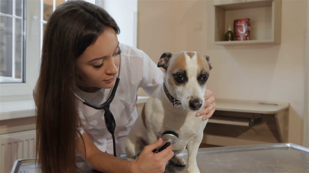 Young female vet using stethoscope administer 5-in-1 vaccine for puppies schedule