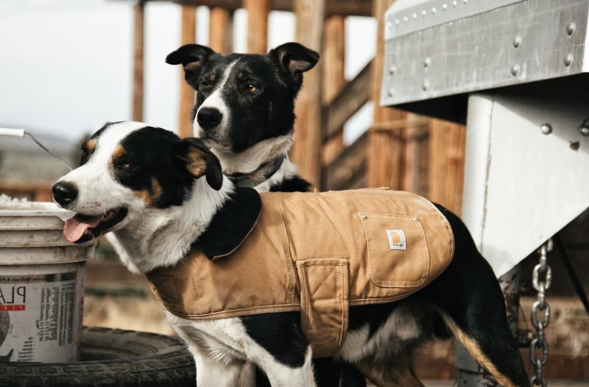 Carhartt dog jacket